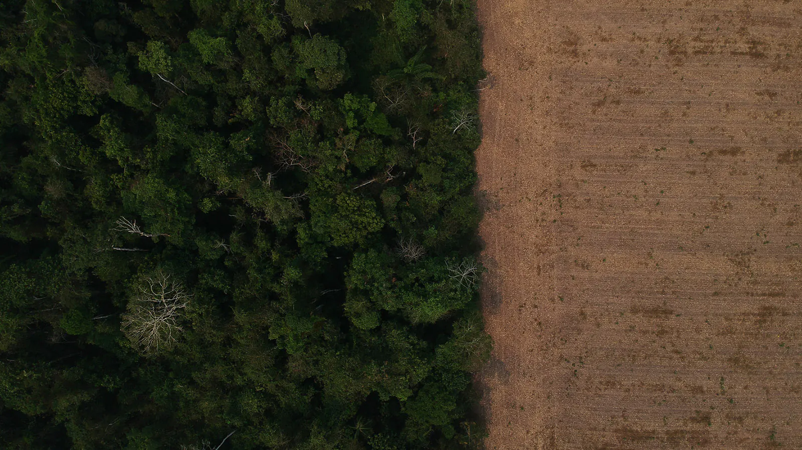 Suspensão de desintrusão na TI Uru-Eu-Wau-Wau reacende tensão fundiária