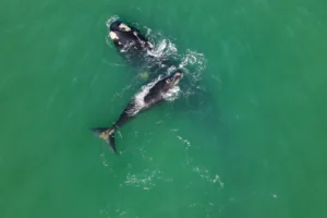 Turismo de observação da baleia-franca-austral cresce em Santa Catarina