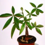 árvore amazônica símbolo de prosperidade