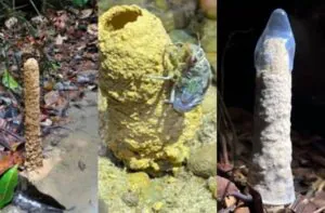 cigarra constrói torres na Amazônia