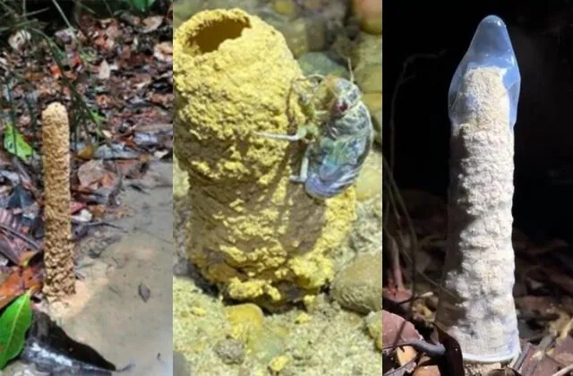 cigarra constrói torres na Amazônia