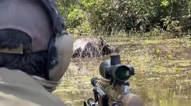 Abate de búfalos em Rondônia é autorizado pela Justiça