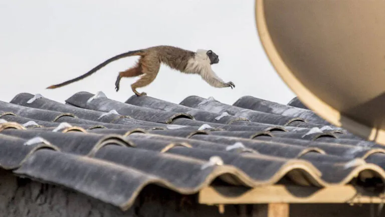 Áreas para a conservação do sauim-de-coleira, símbolo de Manaus – 5: implicações para políticas públicas