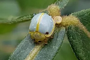 Besouros: por que criar um Instituto Nacional de Ciência e Tecnologia para seu estudo