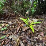 Campanha une produção em viveiros comunitários e logística fluvial de mudas