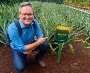 Duas novas cultivares de abacaxi adaptadas são lançadas por pesquisadores da Unemat em Mato Grosso