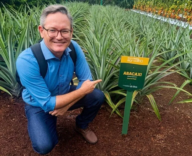 Duas novas cultivares de abacaxi adaptadas são lançadas por pesquisadores da Unemat em Mato Grosso
