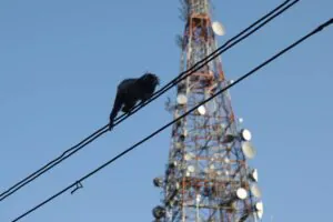 Em 2025, 18 animais morreram eletrocutados na rede elétrica no RJ