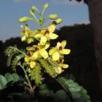 Estudo revela formas de conservar linhagem única do pau-brasil no Rio