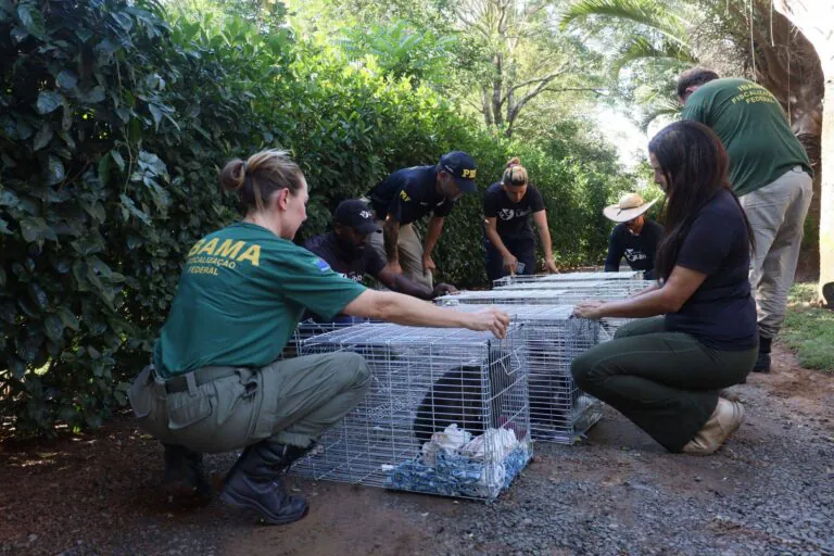 Fim da linha: último criadouro de macacos do Brasil é oficialmente esvaziado