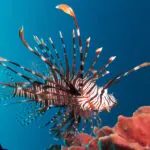 Ibama estabelece regras para conter bioinvasão no litoral brasileiro