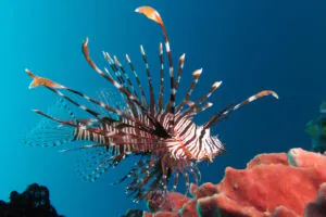 Ibama estabelece regras para conter bioinvasão no litoral brasileiro