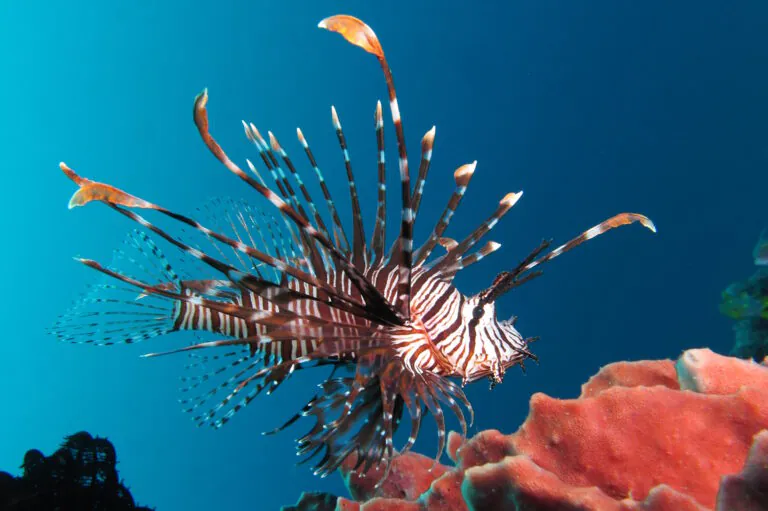 Ibama estabelece regras para conter bioinvasão no litoral brasileiro