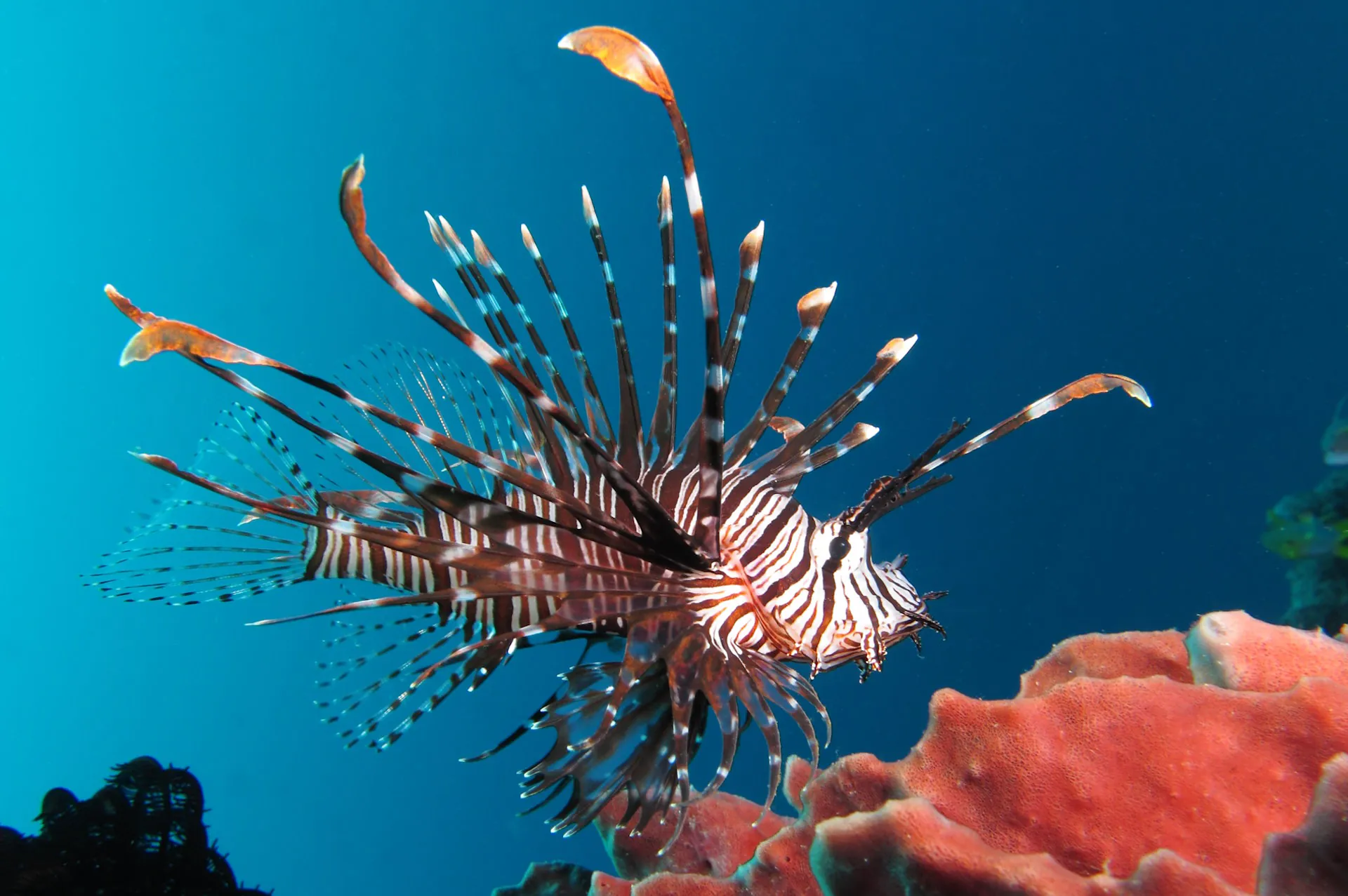 Ibama estabelece regras para conter bioinvasão no litoral brasileiro