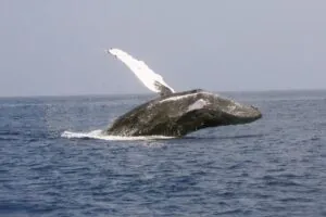 Ilhabela registra primeiro avistamento de baleia-jubarte no Brasil em 2026