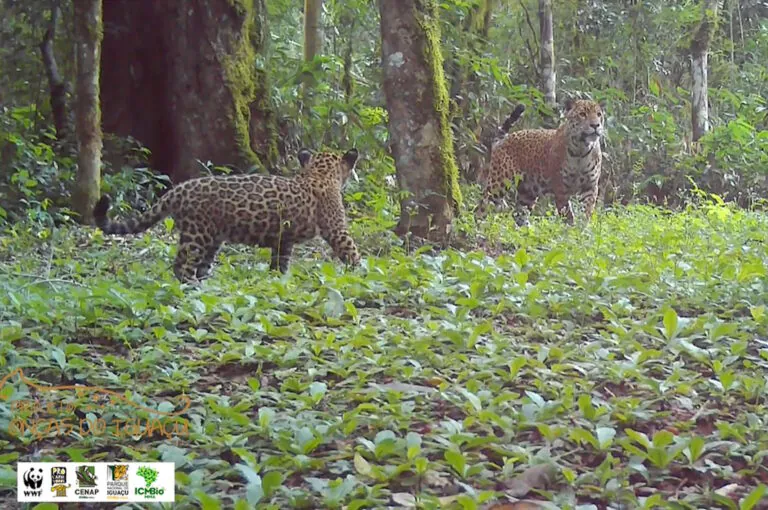 Miado na mata: ciência revela comunicação delicada entre mães onças e filhotes