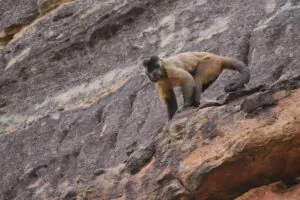 O capitão Kirk e o papagaio engaiolado