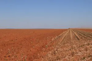 O jeito inglês de matar subsídios agrícolas