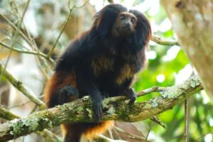 Que Macaco é Esse? Aplicativo ajuda a identificar primatas de SP