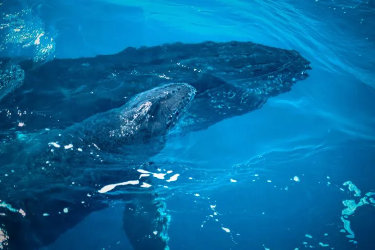 Recifes, jubartes e a conta global da proteção marinha