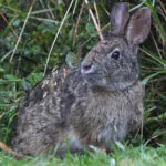 Tapiti: o coelho da Páscoa brasileiro