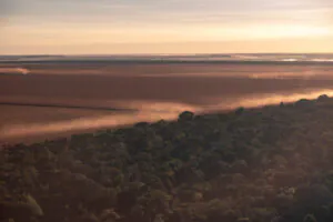 Vegetação da Amazônia se torna menos diversa por conta de incêndios, secas e tempestades