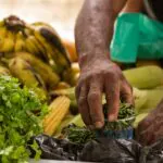 Alimentação vegetal une proteção à saúde humana, aos animais e ao meio ambiente