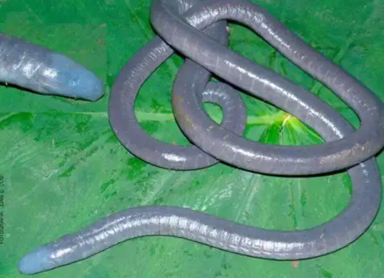 Anfíbio semelhante à minhoca encontrado pela 1ª vez no Peru