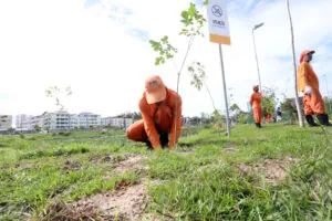 Arborização urbana esbarra na falta de continuidade das prefeituras