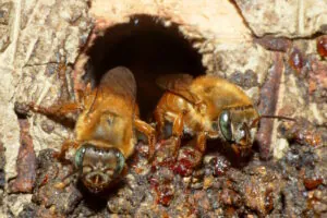 Estudo mostra a importância de área de conservação para abelhas sem ferrão