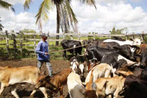 Falhas no financiamento dificultam adaptação climática da pecuária familiar em Sergipe