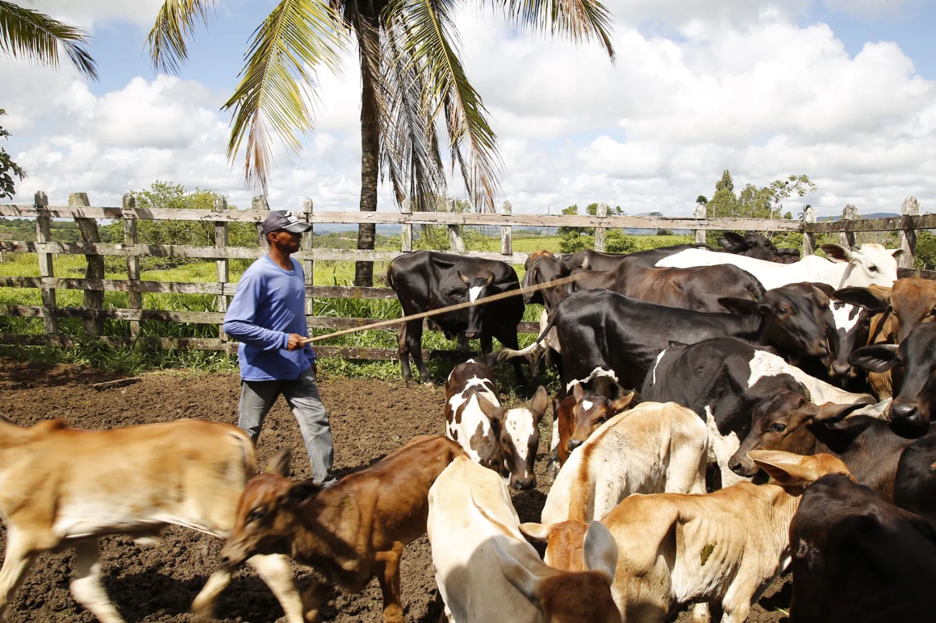 Falhas no financiamento dificultam adaptação climática da pecuária familiar em Sergipe