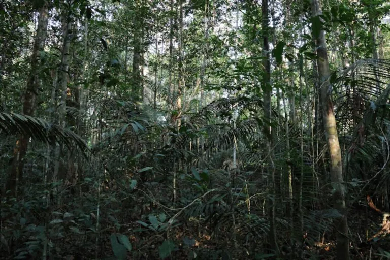 Mesmo impactadas, florestas primárias ainda são principal fonte de biodiversidade na Amazônia