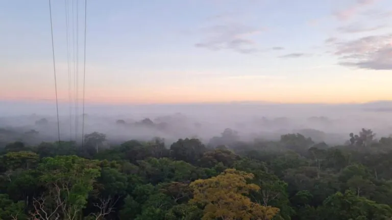 Névoa da Amazônia tem papel ambiental, diz estudo