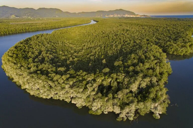 O livro ‘Manguezal Carioca’ destaca a relevância do ecossitema através da ciência e arte