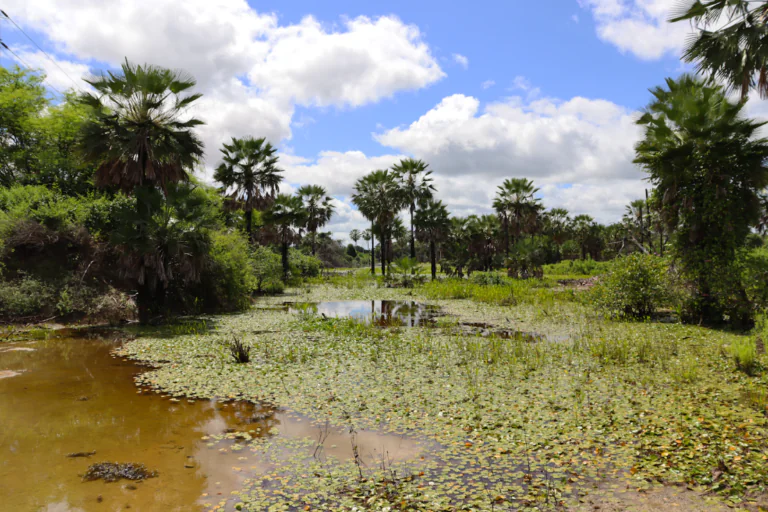 Peixes-das-nuvens ameaçados expõem contaminação por petróleo na Caatinga potiguar