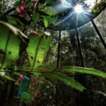 Plantas da Amazônia se reestruturam para absorver nutrientes