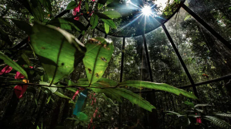 Plantas da Amazônia se reestruturam para absorver nutrientes