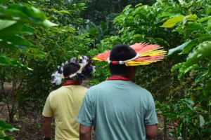 Povo Paiter Suruí conquista reconhecimento FSC