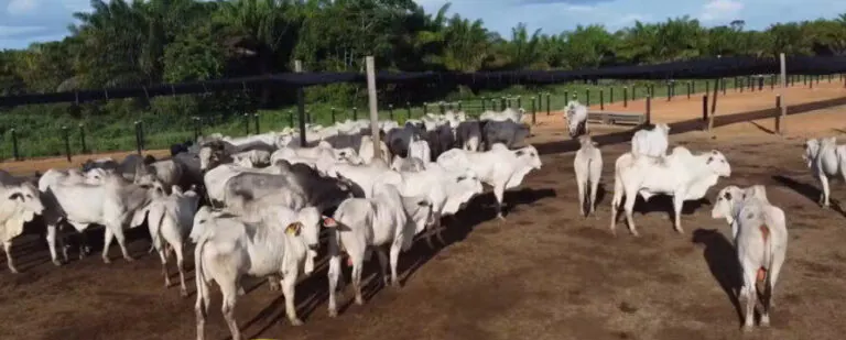 Roraima ganha 1ª estação de pré-embarque de gado vivo