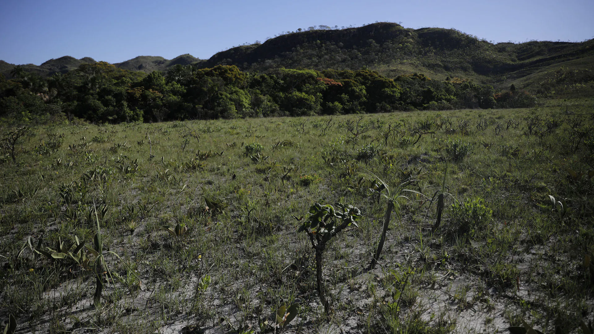 A crise do Cerrado em revisão: – 6. Floresta invertida
