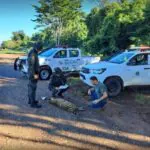 Avanço de pastos e lavouras aumenta acidentes em rodovia de São Paulo 