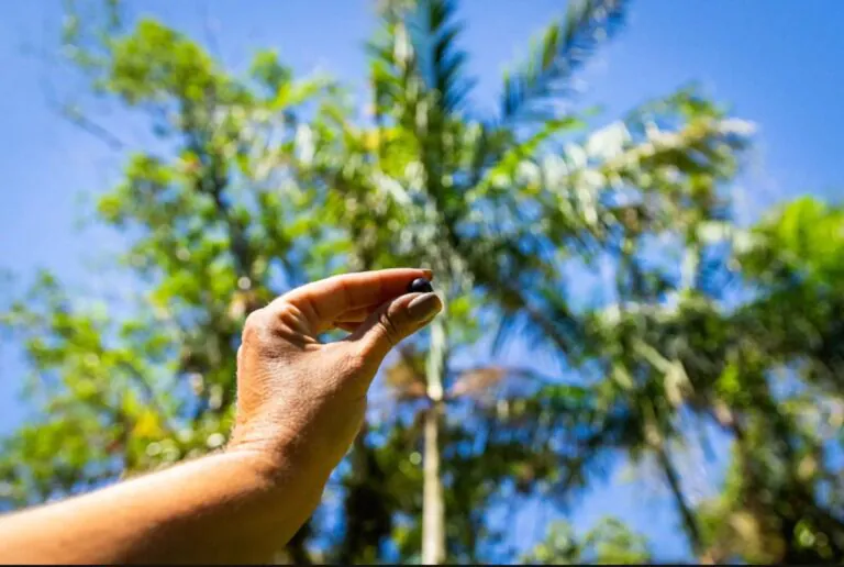 Como uma árvore da época colonial se tornou esperança para um papagaio ameaçado