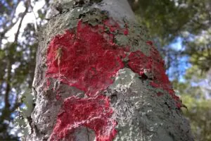MMA cria primeira lista oficial de fungos ameaçados de extinção