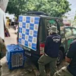 Macaco-prego que era mantido acorrentado em casa no Rio de Janeiro é resgatado