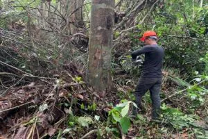 Oleorresina de copaíba da Amazônia apresenta baixa toxicidade
