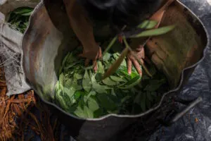 Os perigos de quando o saber ancestral vira produto