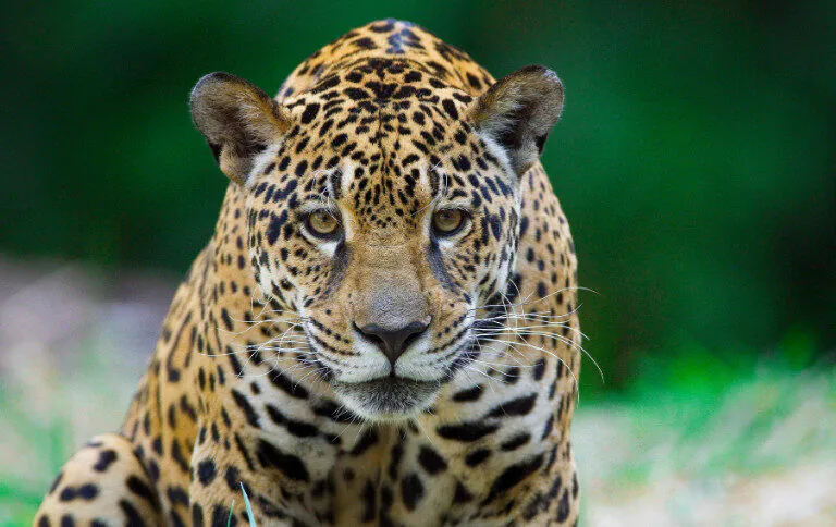 Unidades do ICMBio reforçam importância da preservação de animais silvestres