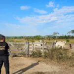 violência letal cai em 8 estados da Amazônia Legal