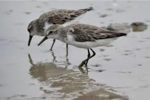 A grande jornada das aves migratórias – e dos pesquisadores que lutam para conservá-las